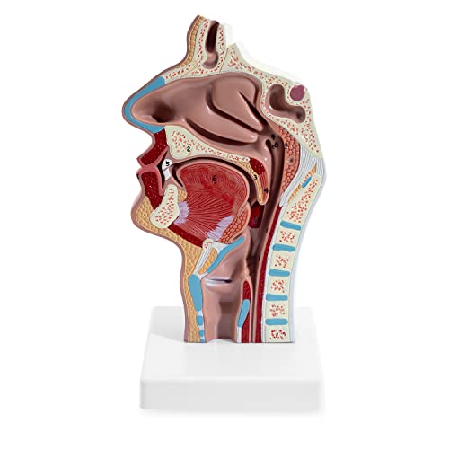 Winyousk Човечка анатомска назална празнина модел на грло, патолошки анатомски модел на човечка назална празнина и грло, модел за