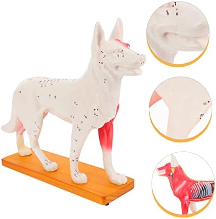 Plafope Dog Acupoint Model Garnish Tools специјализирани алатки Детска алатки Алатки Анатомија Наставна студија обезбедува анатомска