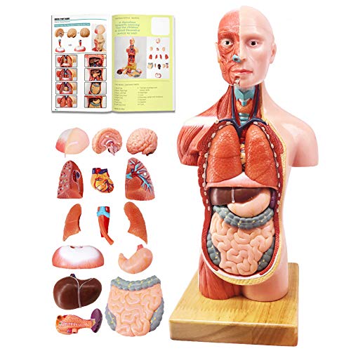 ЕВОТЕХ Човечко тело, скелети и срцеви модели Најдобри модел на анатомија пакет сет од 3 практични алатки за студирање на 3Д модел за студент по медицина или како еду?