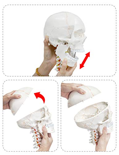 360 ° ротирачки надграден живот со големина на живот човечки череп на цервикални пршлени анатомски модел со 'рбетниот нерви и артерии со најновите