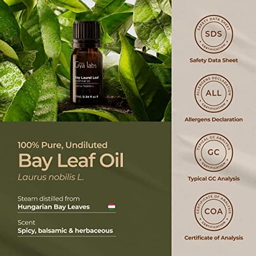 Gya Labs Bay Leaf Essential Essential за дифузер - Залив за нафта за коса - есенцијално масло за залив - есенцијалните масла од лисја се зачинети, тревни мирис