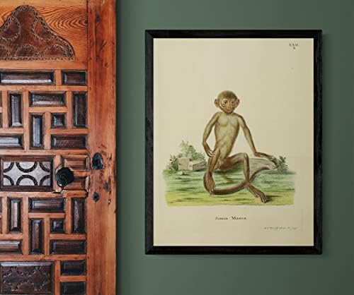 Индокинески црн лангур Примат Мајмун гроздобер диви животни училници канцеларија декор Зоологија Античка илустрација ликовна постер