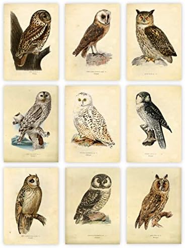Ink Inc. Owl Bird Art Prints - сет од 9 5x7 - нерасположено