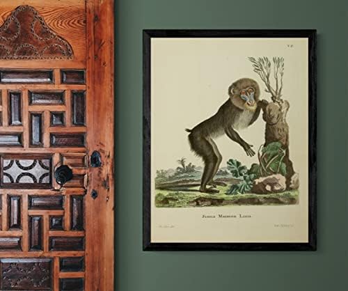 Мандрил Примат Мајмун Гроздобер Дивиот свет во канцеларија Декор Зоологија Античка илустрација Постер за печатење - 12х16 “ - Рамнено