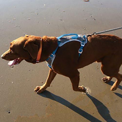 Курго Куче Темперамент За Големи, Средни &засилувач; Мали Кучиња | Рефлексивни Темперамент За Трчање, одење &засилувач; Пешачење | Секојдневна