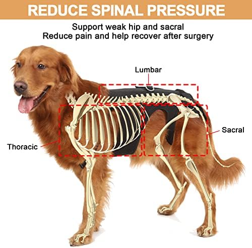 Noillow Куче Назад Заграда За Кучиња Артритис, Куче Лифт Темперамент, Поддршка &засилувач; Обнова Прашка, Назад Заграда IVDD, Назад Заштитник