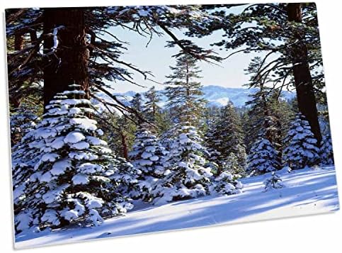 3дроза САД, Калифорнија, Црвени Елки Покриени Со Снег На Високо ниво. - Биро Рампа Место Душеци