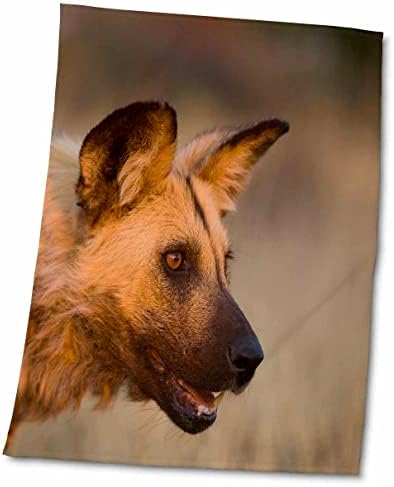3drose Данита Делимонт - Диво куче - Африка, Намибија. Диво куче. - крпи
