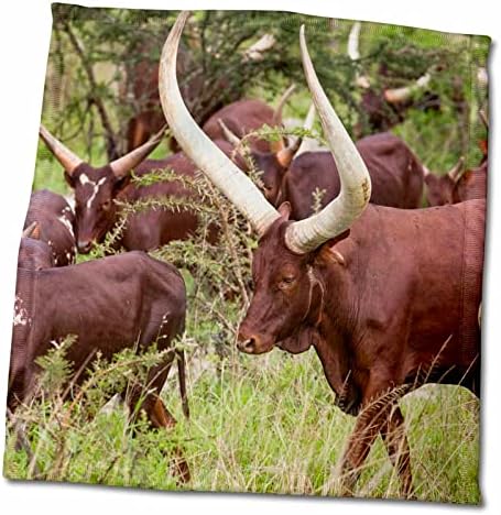 3drose говеда Анколе-Ватуси. Мбарара, Анколе, Уганда. - крпи