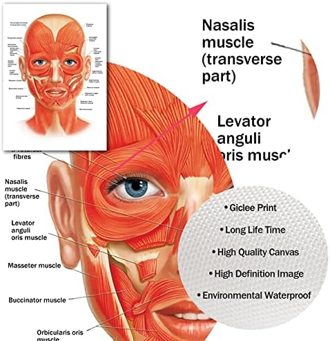 Постери за мускули на мускулите на лицето на лицето, плакато за анатомија на лицето за болнички клиники декор докторен уметнички дела, постер болнички
