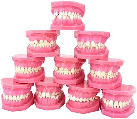 KH66ZKY Malocclusion Classific Classification Model Model - 10 PCS Model Model - Ортодонтска корекција модел на заби за возрасни за настава,
