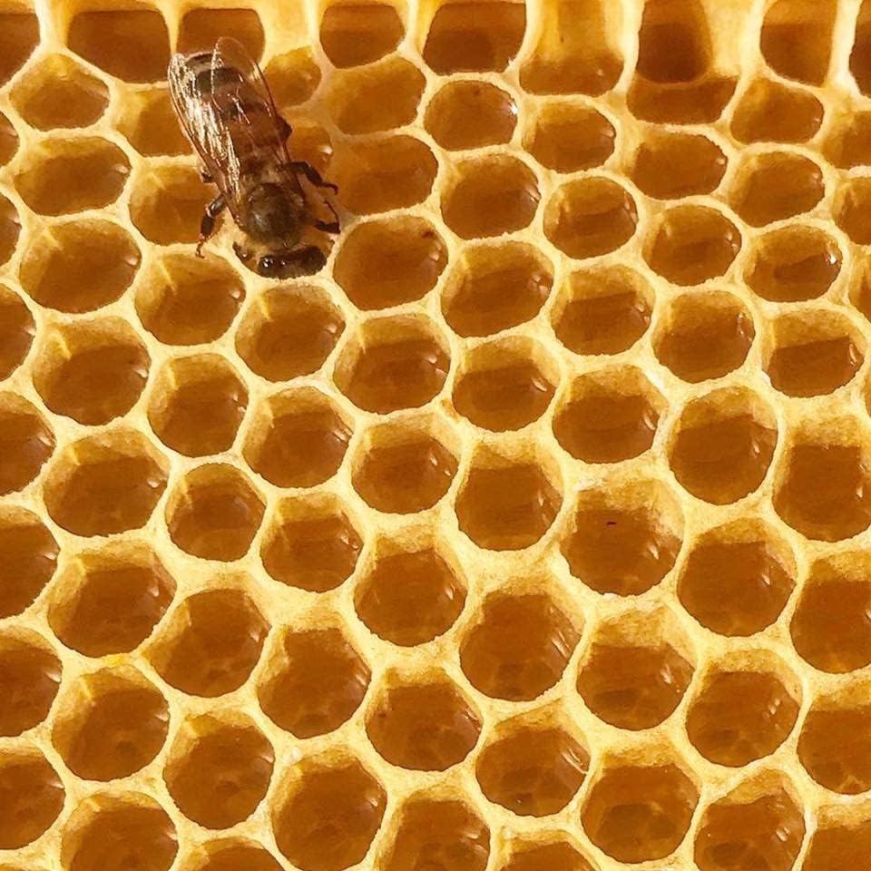 Стакич Жолт Пчелин Восок Блок-Природни, Тројно Филтрирани 5 Фунти