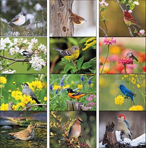 Птици од Северна Америка 2023 Календар на wallидови за виси - 19 x 11 2023 Месечен планер за назначување и организатор. Шарени и убави птици