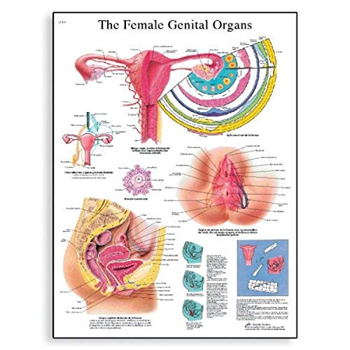 3B Научен VR2532L сјајно УВ отпорен ламинат хартија LES ORGANES GENITAUX FEMININS ANATOMICAL, SITER SITE 20 Ширина x 26 Висина