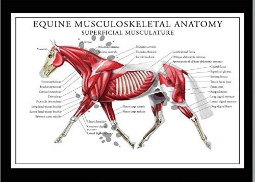 Сава 146669 коњски мускулно -скелетни анатомиски декор wallид 16x12 постер печатење