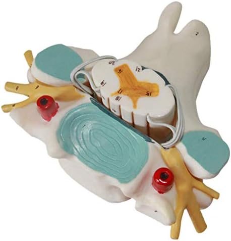 Model Model Model, 10 Научна човечка анатомија - Модел на зголемување на 'рбетниот мозок и' рбетниот нерв - Биологија на анатомија на