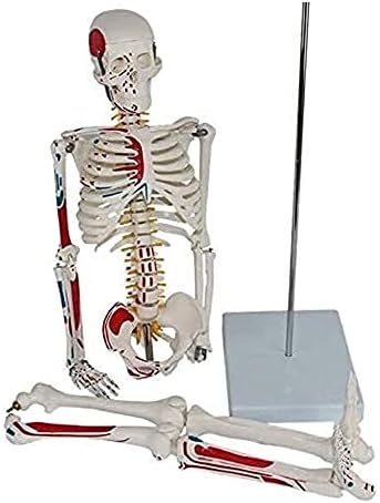Qwert мускулест модел на скелет на човечкото тело со мускули кои брои 602