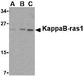 Капаб рас1 Антитела