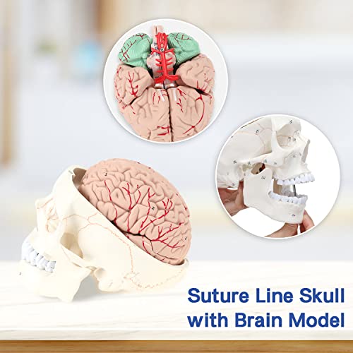 Модел на човечки череп со мозокот, репликата на животната големина на животната анатомија, возрасниот череп модел со одвојлив
