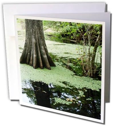 3дроза Слика На Стеблото На Дрвото Во Зелено Мочуриште На Фт Маерс-Честитка, 6 на 6 инчи