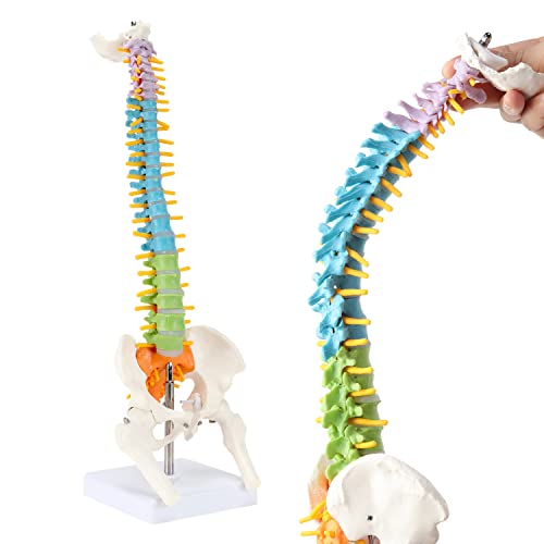 XKISS 1/2 животна големина на 'рбетниот модел на' рбетот, моделот на човечки 'рбет со' рбетниот нерв, интервертебралните дискови,