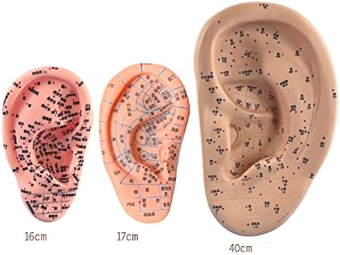 KH66ZKY 3 Парчиња Уво Акупунктура И Масажа Модел Акупунктура Точка Меридијан Модел За Уво Точка Настава Пракса Настава Алатка