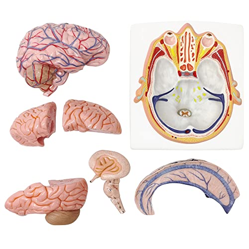 Модел на човечки мозок EVOTECH W/артерии, 7 делови Анатомија со големина на живот на мозокот на мозокот на основно шоу хоризонтална рамнина преку ниво на очното јаболко