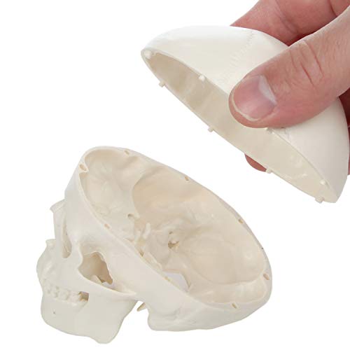 Axis Scientific 3.5 Mini Human Skull Model, 3 дел Анатомски череп со отстранлив капа на черепот и вилица што се движи, вклучува детален