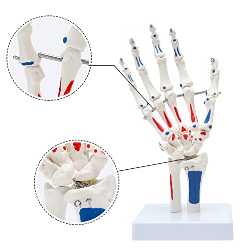 Модел на скелети Miirr Hand, покажувајќи ги улна и радиус, рачните коски на коските со точки на почеток и завршување на мускулите,