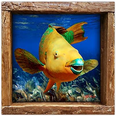 Виножито Папагалска Риба | Подводна Фото Папагалска Риба Во Флорида Кис Отпечатена на 4,25 х 4,25 Сјајна Керамичка Плочка Врамена Во