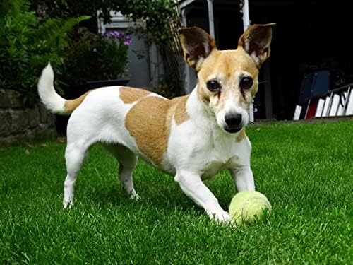 Иконикал кучиња миленичиња играчки масовни тениски топки за мали кучиња и мачки, зелена, 2,5-инчен дијаметар, 12-пакет
