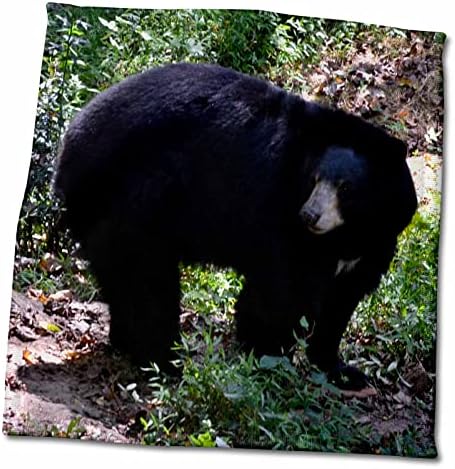 3drose црна мечка со главата се сврте како да слуша нешто - крпи