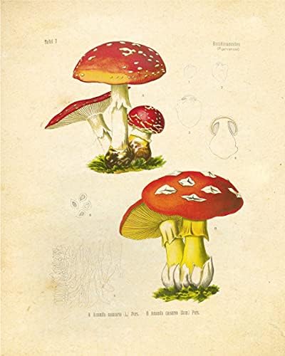 Ink Inc. Ботанички отпечатоци од шумски растенија сет од 9 5x7 домашни украси wallидни уметности со диви цвеќиња од печурки