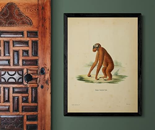 Борн Орангутан Примат Мајмун гроздобер диви животни училници канцеларија декор Зоологија Античка илустрација Постер за печатење на уметноста