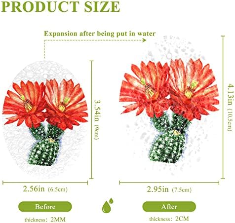 Алаза кактус кактуси сукуленти Црвен цвет природен сунѓери кујнски целулоза сунѓер за миење садови за миење бања и чистење на домаќинствата,