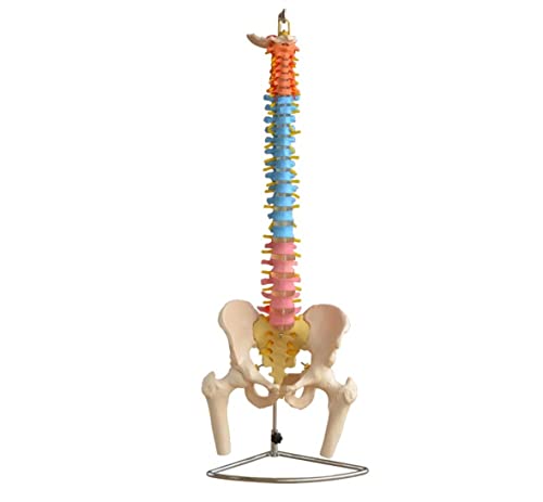 Рбетниот Столб Со Карлицата И Бедрената Коска Глави И Насликани Мускули Анотомски Човечки Модел
