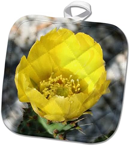 3drose opuntia ficus -indica цвет од бодливата круша одблизу - potholders