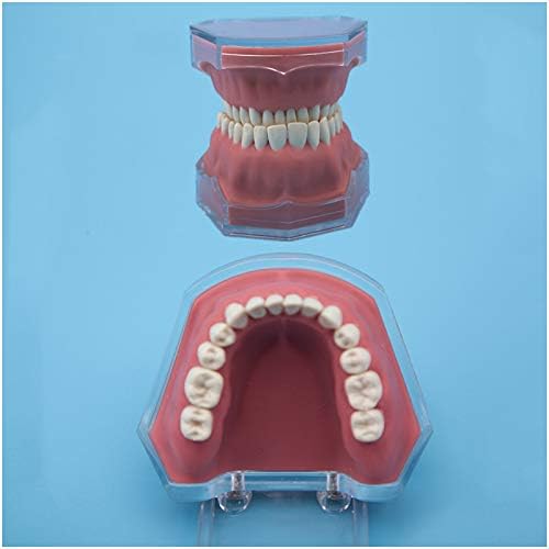 Лемита типодонт заби модел на заби за заби Симулација на модел на заби за заби за заби Демонстрација модел со отстранливи заби за студија за студии за стоматолошко