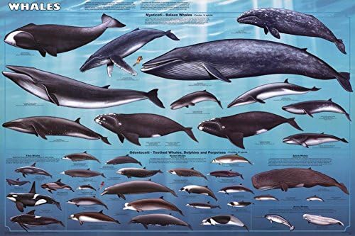 Китови едукативен постер 36 x 24in