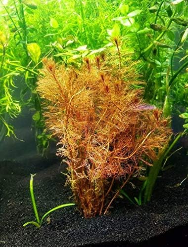 Mainam Red Myriophyllum слатководно црвено стебло пакет егзотични украси во живо аквариум