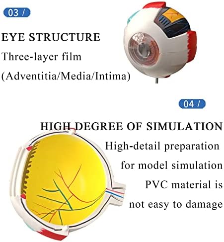 ФЕТИОН 6 пати зголемување на моделот на човечко очното јаболко, Структура на медицинска настава Анатомски модел, одвојување 6 делови/8413