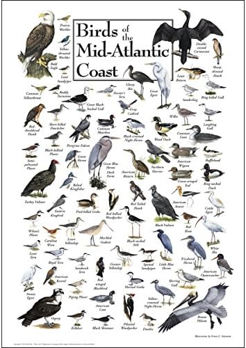 Земјиште небо + постер за вода - птици од средно -атлантскиот брег