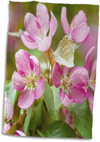 3дроза Розова рак јаболко цвет, зелени лисја, мека жолтеникава позадина-Крпи