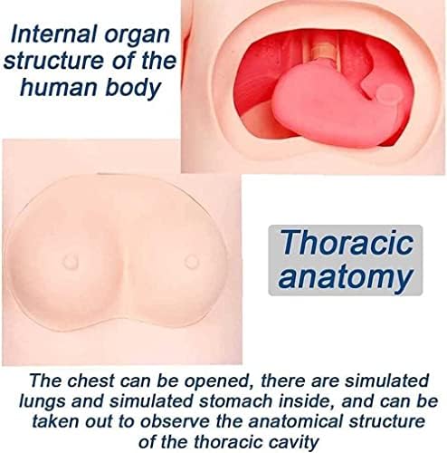 Грижа за пациенти маникин мултифункционално машко женско заменливо тренинг CPR симулатор ПВЦ човечки модел за медицинска обука