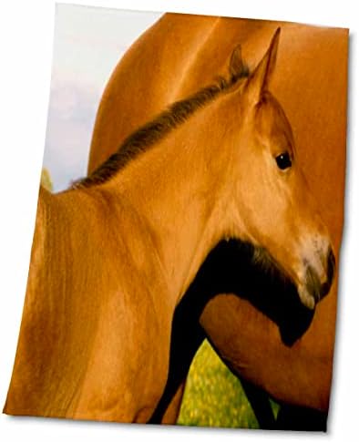 3drose tdswhite - Фотографии на коњи на коњи - кобили одблизу - крпи