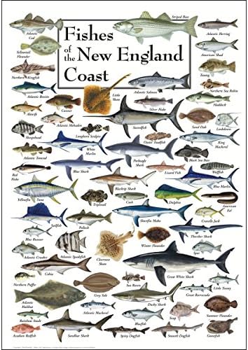 Земјото небо + вода - риби од брегот на Нова Англија - постер
